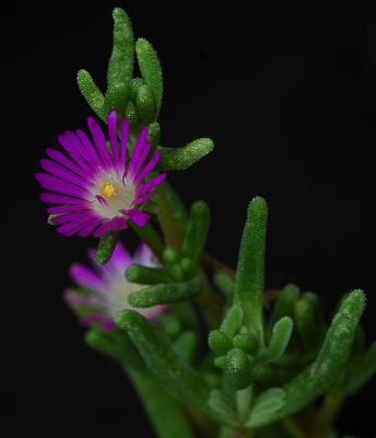 Blooming Ice Plant