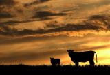 Pasture Sunset