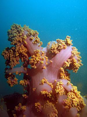 Coral Mole