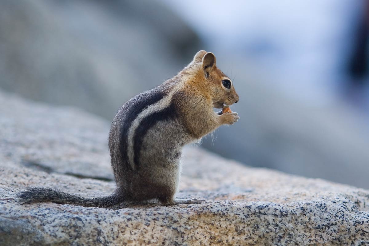Chipmunk2-2005-June-Lake-Ta.jpg