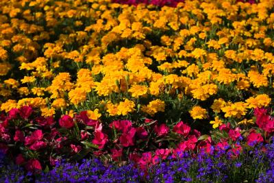 DL-Main-Street-Flowers-5-31.jpg