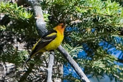 Yellow-Orange-Bird-2005-Jun.jpg