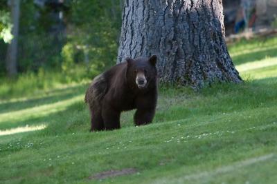 Bear-2005-June-Lake-Tahoe-0.jpg