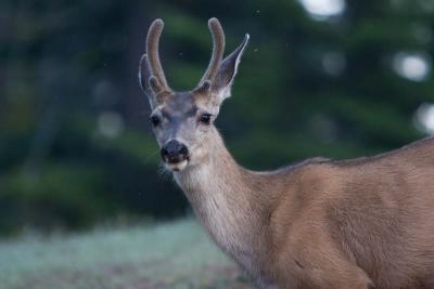 v3/95/556095/3/46627696.DeerYoungBuckDorstCreek.jpg