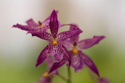 Purple-Maroon-Yellow-Orchid.jpg