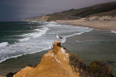 Surf-Sea-gull-S-of-Half-Moo.jpg