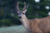 Deer-Young-Buck-Dorst-Creek.jpg
