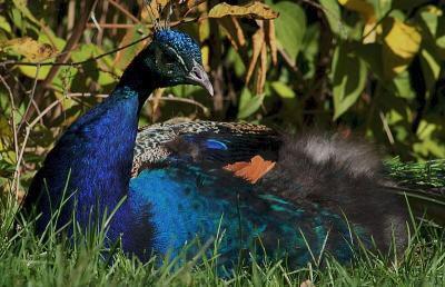 Indian peafowl