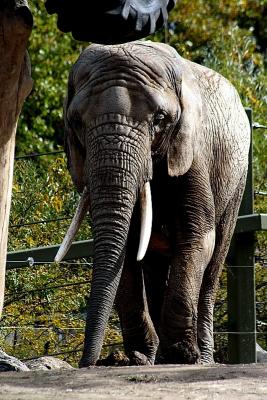 African Elephant