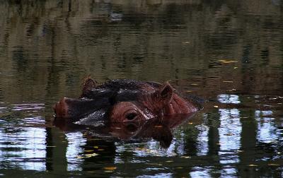 River Hippopotamus