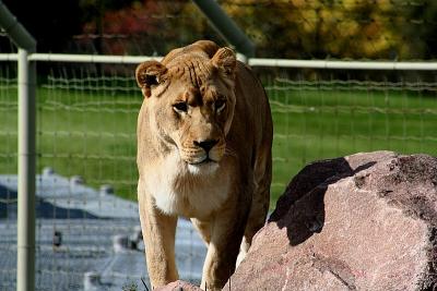 African Female Lion