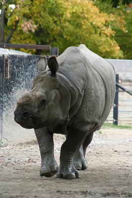 
Great Indian Rhinoceros