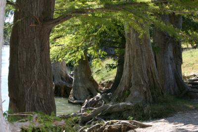 Cypress roots