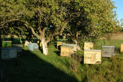 Anela's family farm - beehives -- Bii aviliai Anelos sodyboje