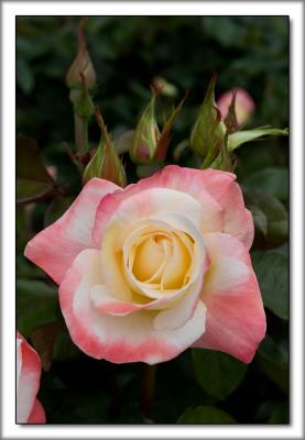 Rose Garden 04.jpg