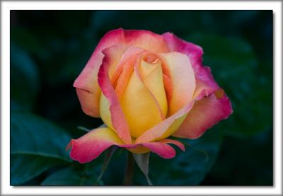 Rose Garden 10.jpg