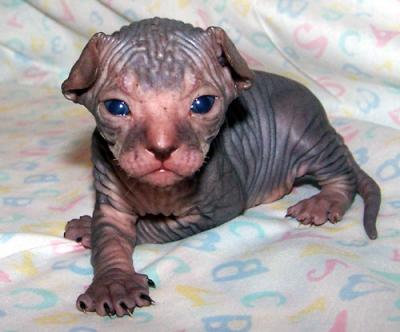 sphynx kittens littlediac_2wke2.jpg