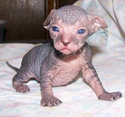 sphynx kittens littlediac_2wke6.jpg