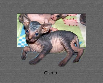 Gizmo.jpg