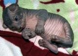 sphynx kittens littlediac_2wke3.jpg