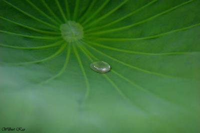 IMG_5776.jpg