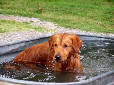 Rusty taking a dip.