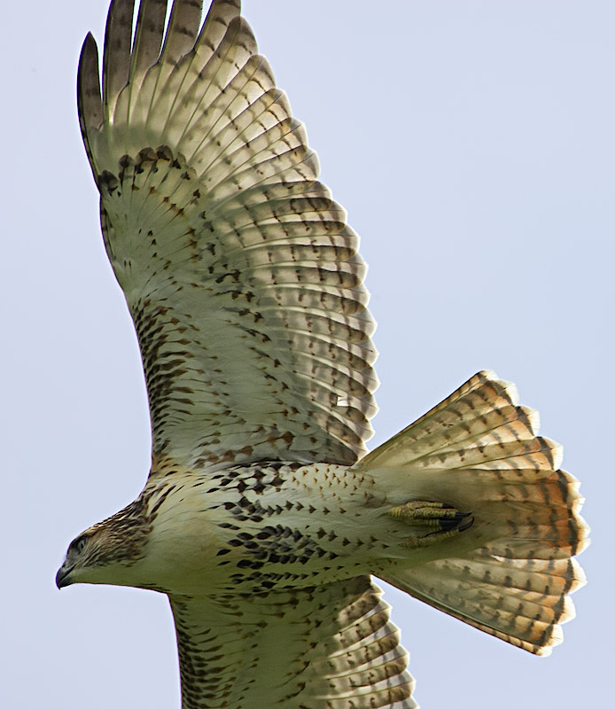 Red-tailed Hawk Juvenile