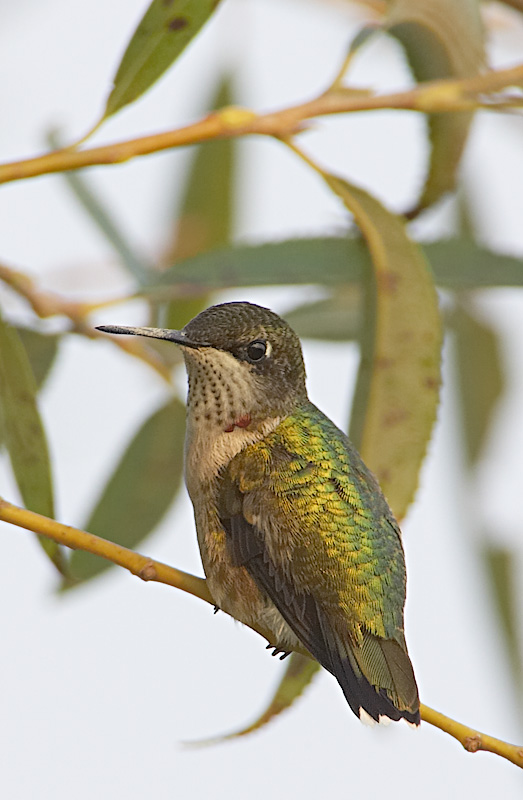 Ruby-throated Hummingbird
