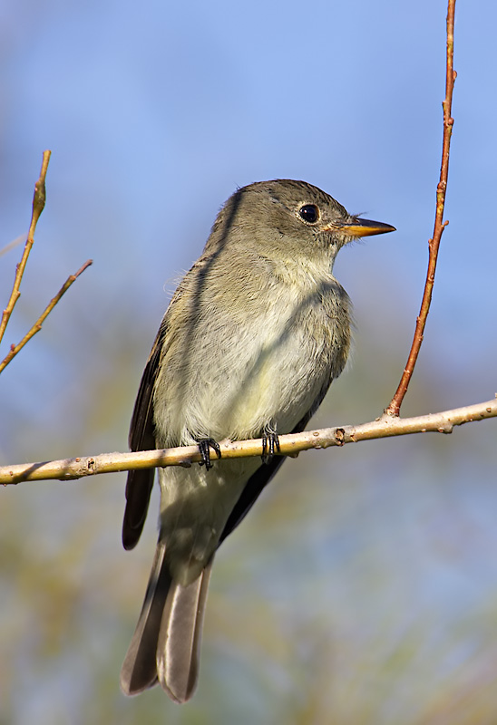 Least Flycatcher