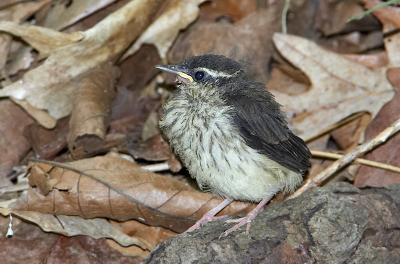 Louisiana Waterthrush Chick