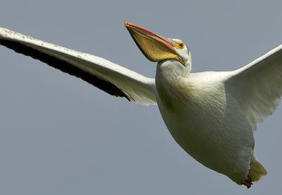 American White Pelican