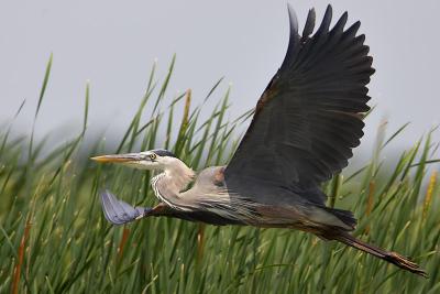 Great Blue Heron