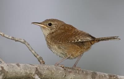 House Wren