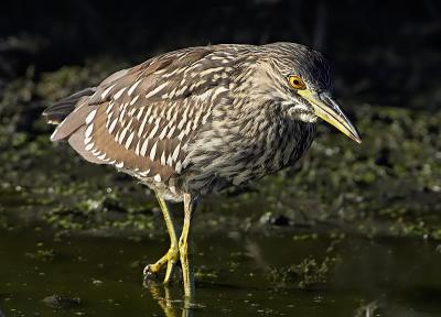 Black-crowned Night Heron 