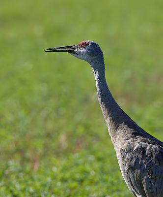 Sandhill Crane