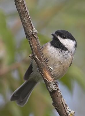 Black-capped Chickadee