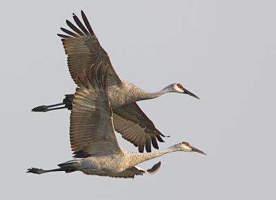 Sand-hill Cranes In Flight