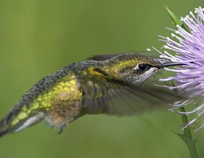 Ruby-throated Hummingbird and Thistle