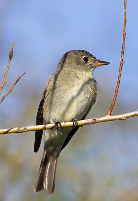 Least Flycatcher