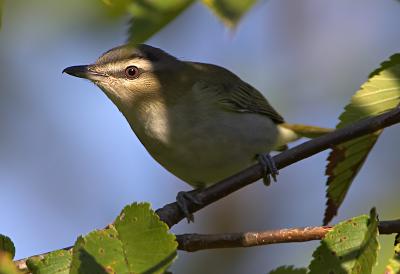 Red-eyed Vireo in Shadow