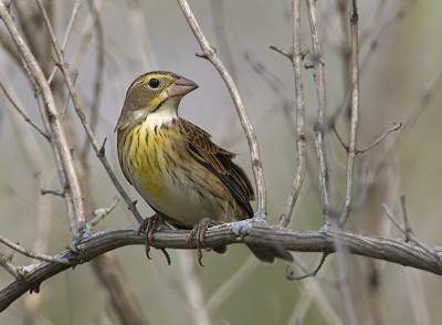 Dickcissel