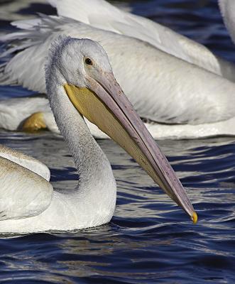 Pelican Portrait