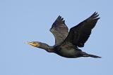 Double-crested Cormorant