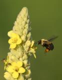 Bumble Bee and Mullein