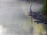 Great Blue Heron and Marsh