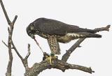 Peregrine Falcon With Breakfast