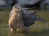 Coopers Hawk Bathing