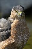 Coopers Hawk Portrait