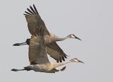Sand-hill Cranes In Flight