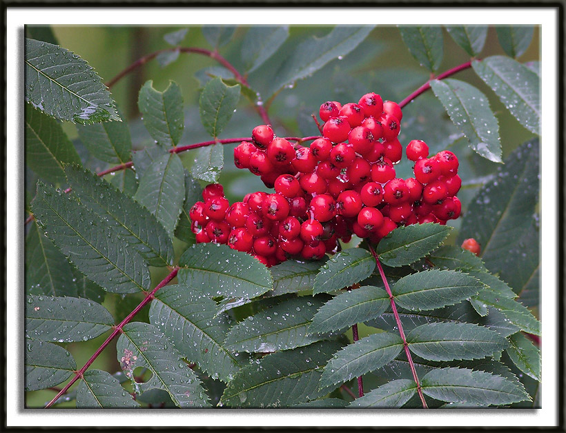 Mountain Ash Berries